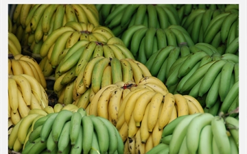 The close-up shows bananas. This picture is used for the application of BANARG.