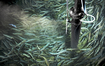 SOLVOX OxyStream in operation in a fish tank with salmon