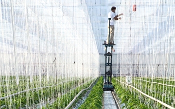 Growing faster with CO2-Plant cultivation in the Netherlands.