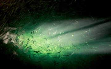 underwater view of fish with gas bubbles coming from SOLVOX OxyStream